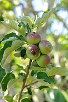Malus domestica 'monty's surprise' apple
