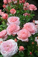Rosa 'Sexy Rexy' rose