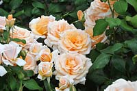 Rosa 'Clodagh McGredy' rose