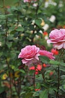 Rosa 'The Auld Mug' rose
