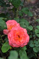 Rosa 'Typhoon' rose
