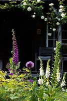 Digitalis and Papaver in foreground view to climber rose in the back