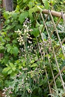 Allium siculum syn. Nectaroscorum siculum - Sicilian Honey Garlic - by trellis