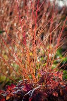 The red stems of Cornus sanguinea 'Midwinter Fire' growing with  x Heucherella 'Sweet Tea'