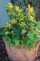 Winter pot combination of Euonymus japonicus Exstase syn. 'Goldbolwi', Dryopteris erythrosora and Sedum rupestre 'Angelina'