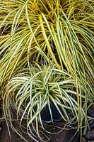 Carex oshimensis 'Evergoldy' with Carex oshimensis 'Evergold'