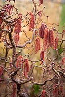 Contorted hazel catkins - Corylus avellana 'Red Majestic'