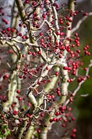 The berries and wiggly stems of Crataegus monogyna 'Flexuosa' - Contorted Hawthorn