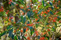 The berries of Euonymus myrianthus - Many-flowered Spindle