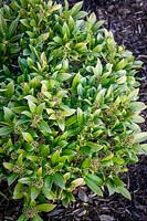 Skimmia with yellowing leaves showing chlorosis