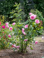Rosa 'Mum in a Million' syn. R. 'Millie' syn. 'Poulren013' - Renaissance Series in a bed with mulch