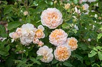 Rosa 'The Lady Gardener' syn. 'Ausbrass'