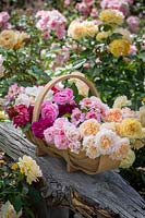 Basket of mixed cut fragrant Rosa - Rose - stems