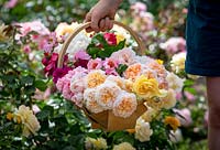 Person holding a basket  of mixed cut fragrant Rosa - Rose -stems