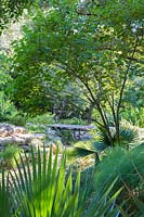 View over palm leaves to woodland garden with rock garden and walkway