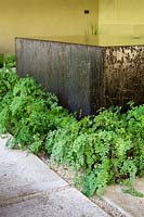 Side-on view of raised metal water feature with Adiantum - Maidenhair Fern - planted in gravel at the base