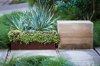 Sedum makinoi 'Ogon' and Yucca pallida in steel trough in a contemporary garden