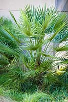Chamaerops humilis var. cerifera - Silver Mediterranean Fan Palm