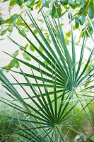 Chamaerops humilis var. 'cerifera' - Silver Mediterranean Fan Palm