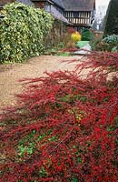 Cotoneaster horizontalis - Wall spray, Rock spray - spreading over the path, view of front of house beyond