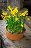 Narcissus 'Tete-a-Tete' growing in a terracotta pot in wooden porch 