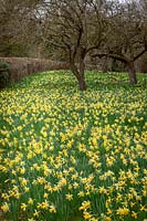 Wild daffodils - Narcissus pseudonarcissus - growing in field with trees and hedges 