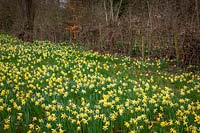 Wild daffodils - Narcissus pseudonarcissus - growing in field, wire fence and trees beyond