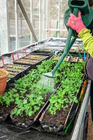 Watering seedlings, previously sown into gutter pipes, here, Pea - Pisum sativum