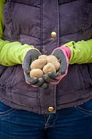 Handful of chitted seed potatoes ready to plant out 