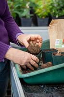 Planting Begonia tubers in individual pots in a greenhouse