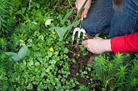 Weeding a border by hand using a fork, here Ranunculus ficaria - Celandine