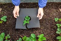 Putting mulch mats under Strawberry plants to protect from slugs and snails, keep fruit clean and retain moisture