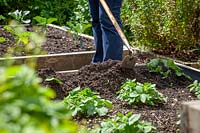 Earthing up Potato plants by mounding up the soil around the base of the plants with a hoe