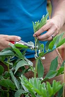 Removing the top shoots of Broad Bean - Vicia faba - plants to encourage bushy and productive growth and prevent problems with blackfly and other aphids 
