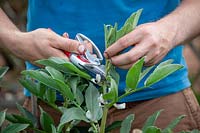 Removing the top shoots of Broad Bean - Vicia faba - plants to encourage bushy and productive growth and prevent problems with blackfly and other aphids