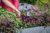 Planting out Petunia plants - into a raised trough of Heuchera