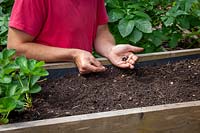 Sowing dwarf French Bean - Phaseolus vulgaris - seed into a raised bed