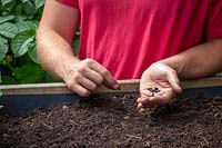 Sowing dwarf French Bean - Phaseolus vulgaris - seed into a raised bed