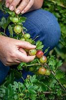 Thinning out gooseberries to give a longer cropping season and encourage larger fruits