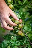 Thinning out gooseberries to give a longer cropping season and encourage larger fruits