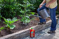 Feeding a Tomato plant with a liquid fertiliser using a watering can