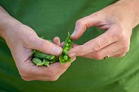 Handful of harvested Pea - Pisum sativum - pods, one pod split open to reveal peas