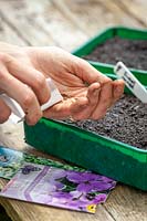 Sowing biennials into a half seed tray. Digitalis purpurea - Foxglove - and Hesperis matronalis - Sweet Rocket  