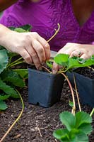 Layering Strawberry plants into plastic pots, pinning down runners with wire