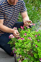 Deadheading Pelargonium plants in containers on a patio 