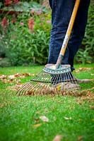 Raking up leaves from a lawn using a tine rake