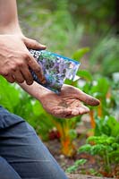 Sowing green manure - Phacelia tanacetifolia - Scorpion Weed -  in the vegetable garden