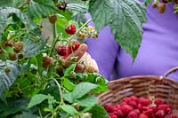 Harvesting Rubus idaeus - Raspberry plants 