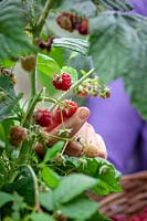 Harvesting Rubus idaeus - Raspberry plant 