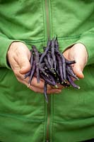 Hands holding harvested climbing black French bean - Phaseolus vulgaris